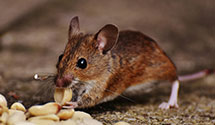 24 Hour & Emergency Exterminators in Dade City, FL